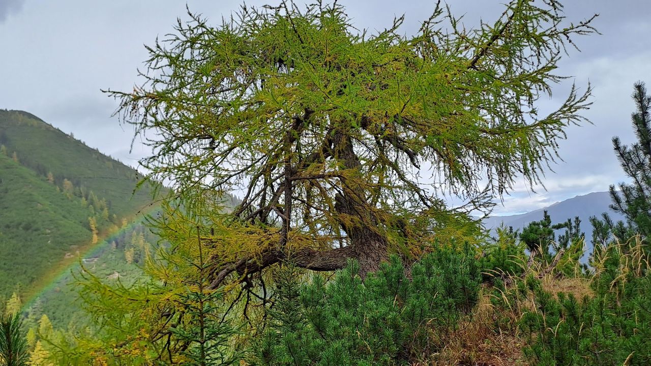 Natur pur Natur pur